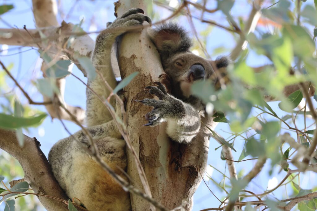 Koala in Brisbane