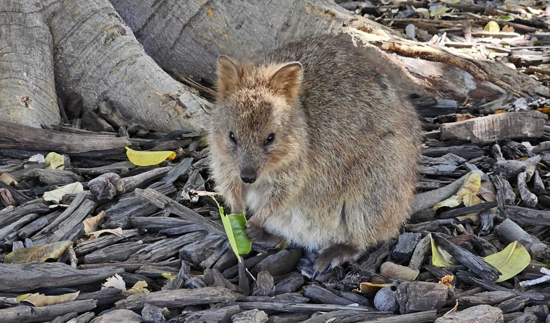 Quokka