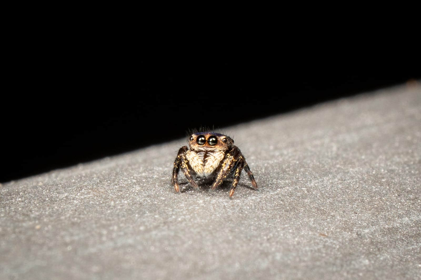Simaethula genus (potentially Simaethula Opulenta)